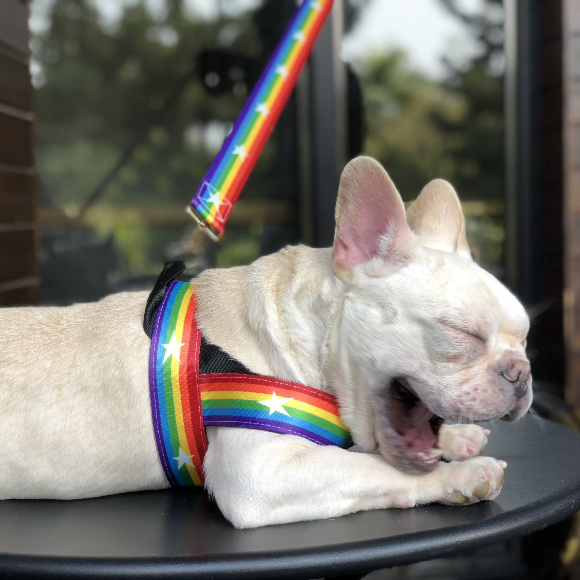 Pet Rainbow Chain Leash Cool Durable Control Lead