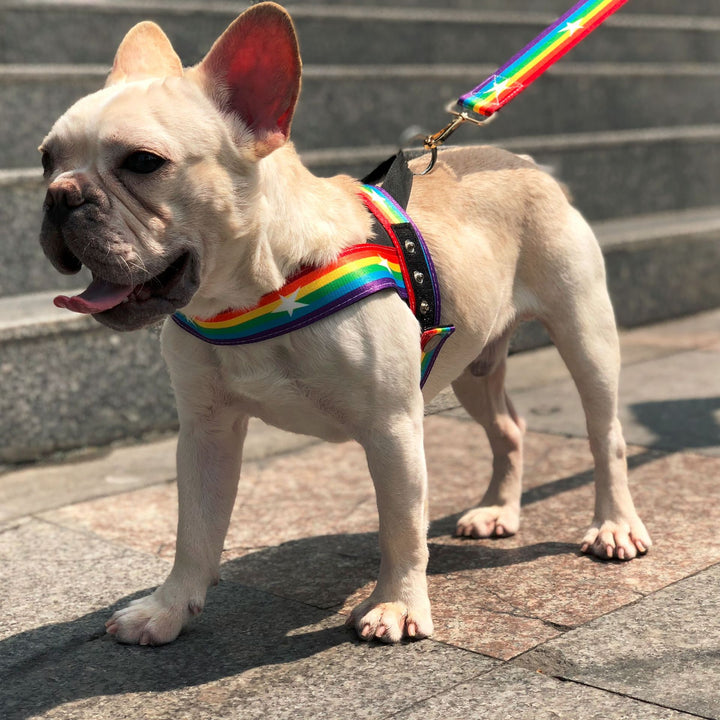 Pet Rainbow Chain Leash Cool Durable Control Lead