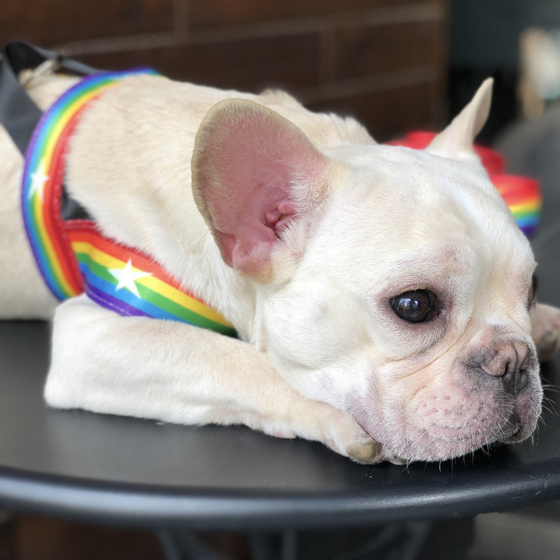 Pet Rainbow Chain Leash Cool Durable Control Lead