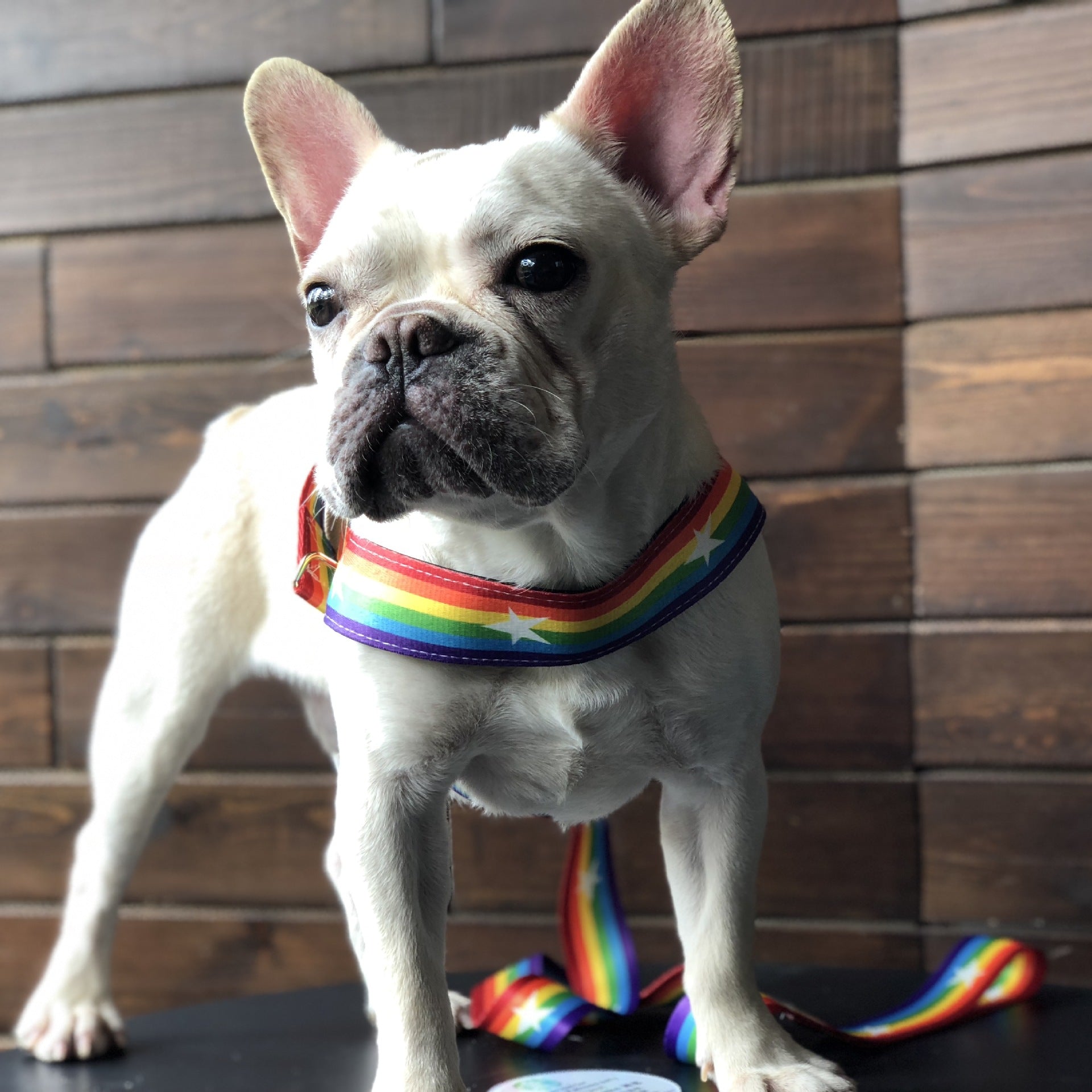 Pet Rainbow Chain Leash Cool Durable Control Lead