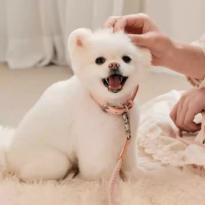 Pet Leather Collar Handheld Rope Leash Control Lead