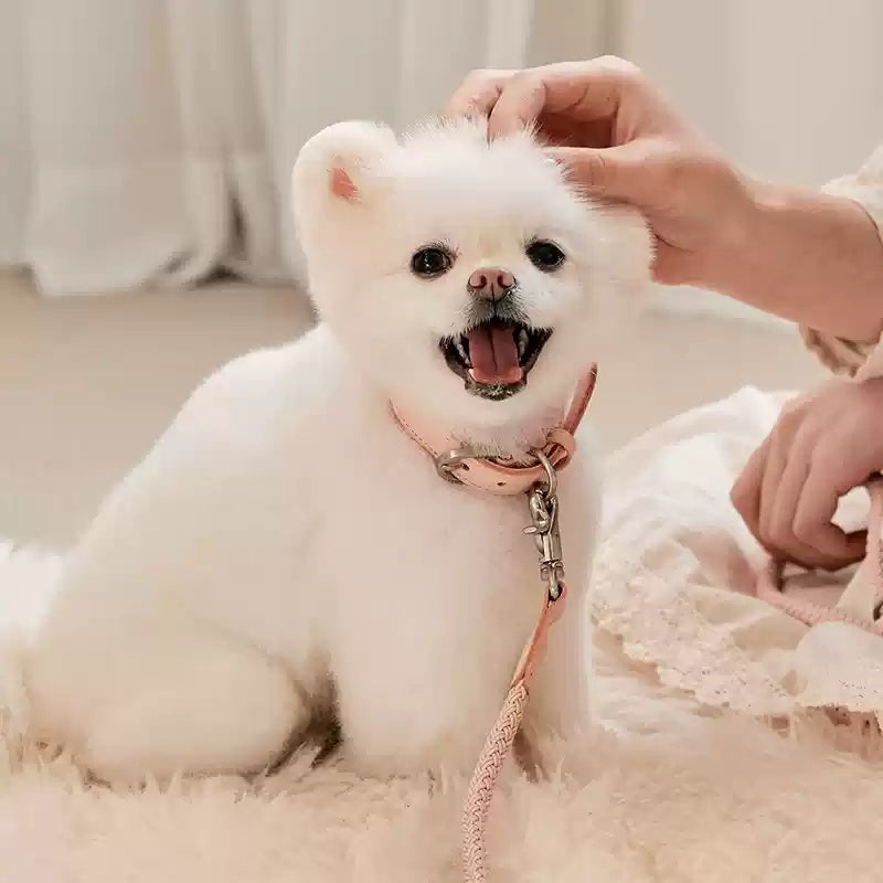 Pet Leather Collar Handheld Rope Leash Control Lead