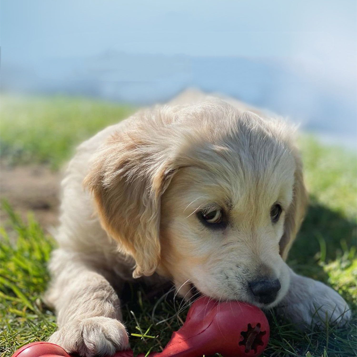 Bite Resistant Pet Rubber Grinding Chew Toy