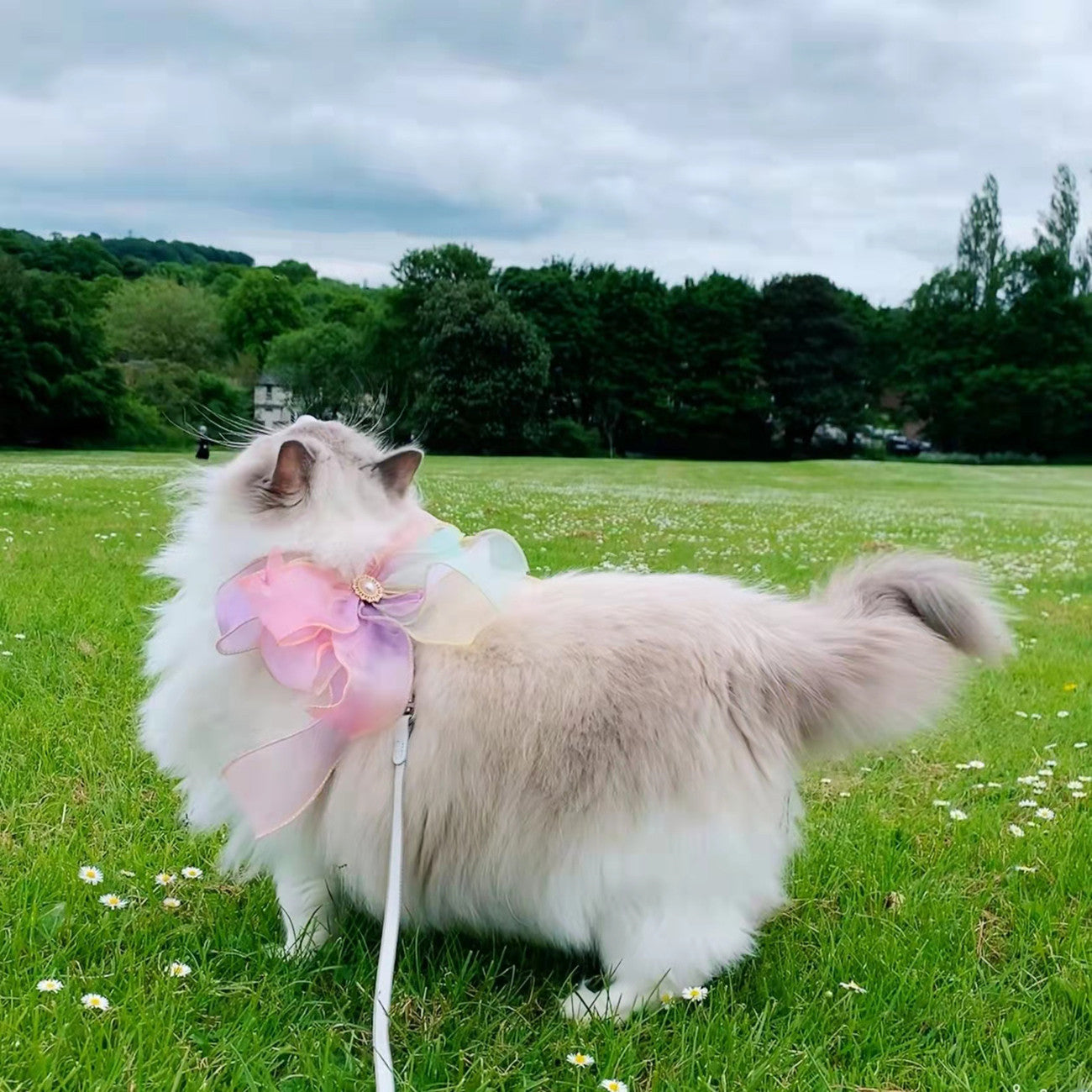 Pet Butterfly Retractable Leash Anti-Escape Control Lead
