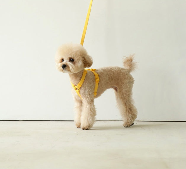 Pet Macaron Style Windproof Leash